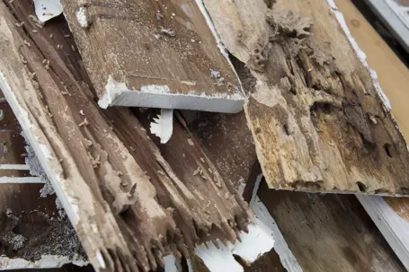 termite problem