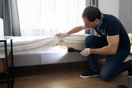 A man is inspecting for bed bugs