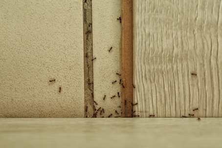 Ant infestation