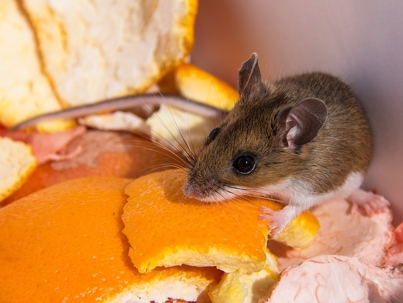 Mice