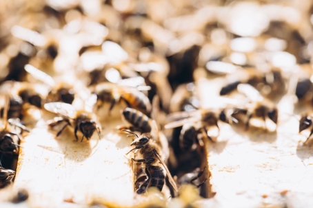 Bees
