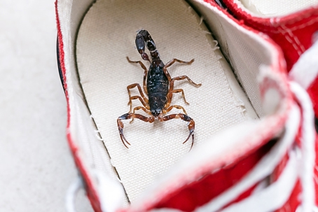 Scorpion in the shoes