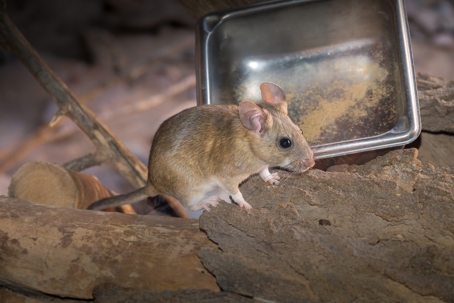 A mouse