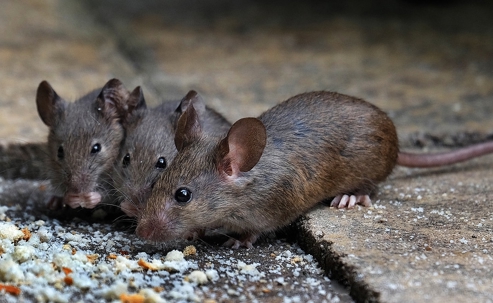 Three rats