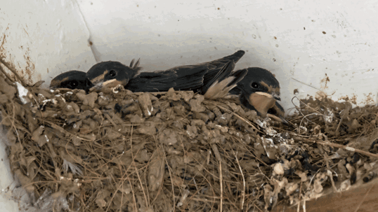 Birds hiding behind soil or dirt