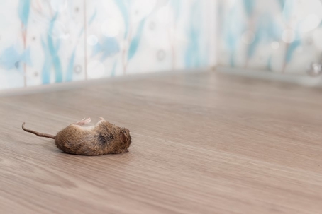 Dead mouse