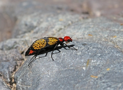 Weird bug