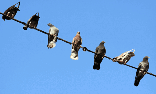 Birds perched on an electricity wire outdoor