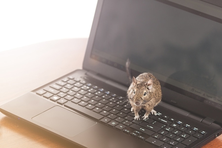 A rodent on a laptop