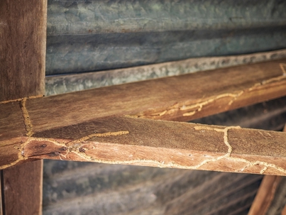 Wood infested by termites