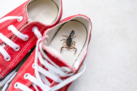 Scorpion in the shoes