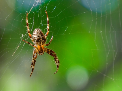 Spider