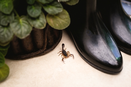 Scorpion