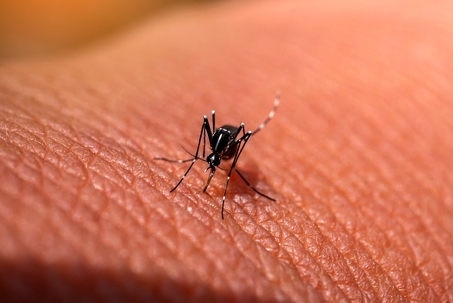 A mosquito on someone's skin