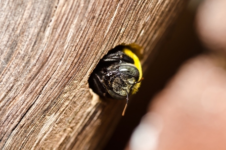 bee