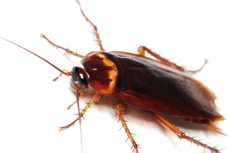 Cockroach