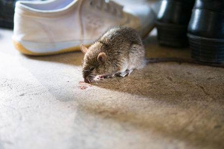 Mouse