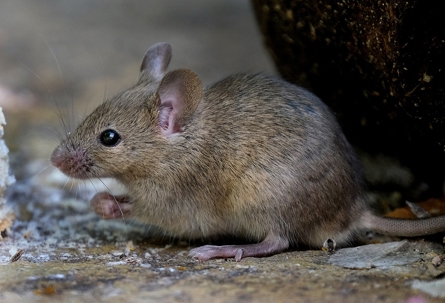 A mouse