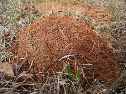 Fire Ant Colony