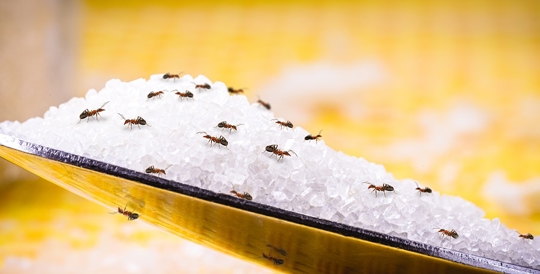Ants on sugar
