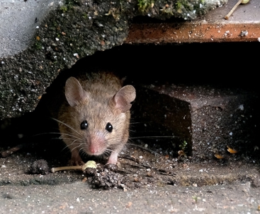 A mouse