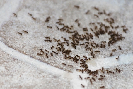 Ants