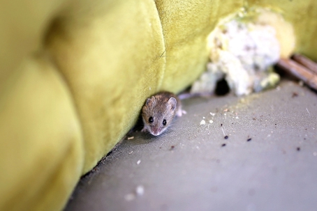 A mouse on a couch
