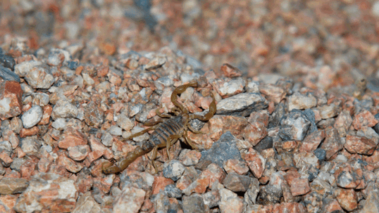 Scorpion on rocky floor