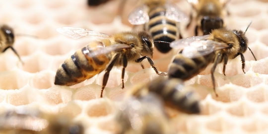 Bees