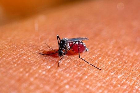 A mosquito