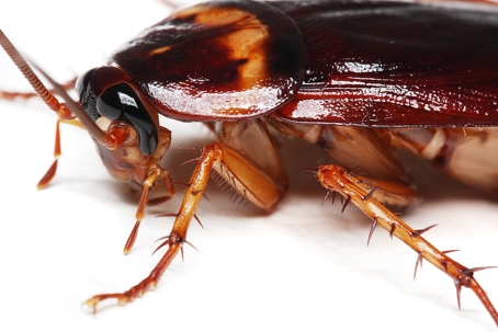 Close picture of a cockroach