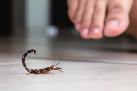 A person is about to step onto scorpion