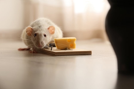 A mouse
