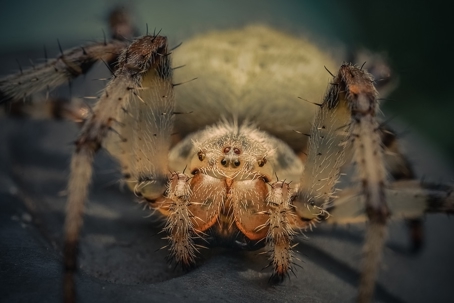 Spider