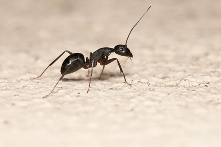Black ant