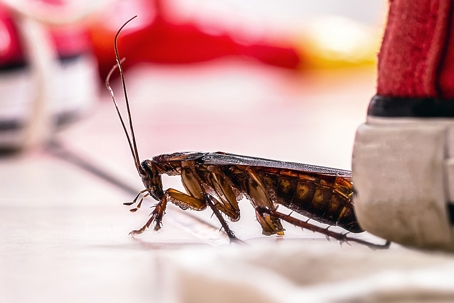 Cockroach