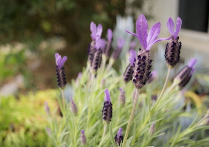Lavender plant