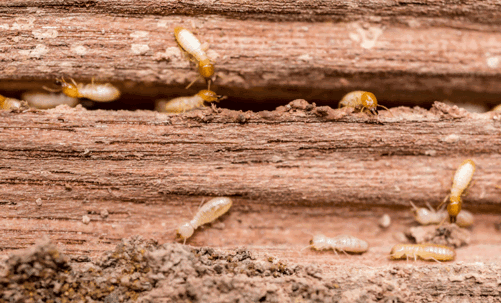 Termites on wood