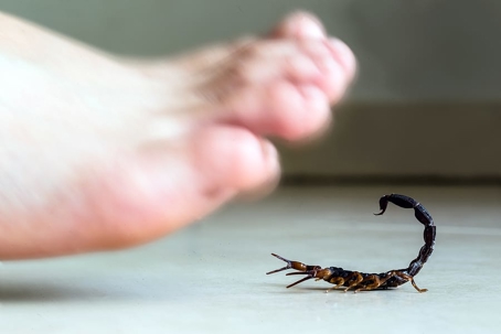 A person is about to step onto scorpion