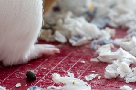Rodent Bedding Materials