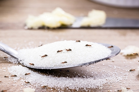 Sugar with ants