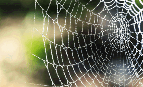 A spiderweb