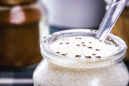 Sugar with ants
