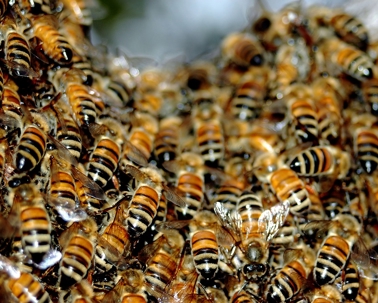 Bees
