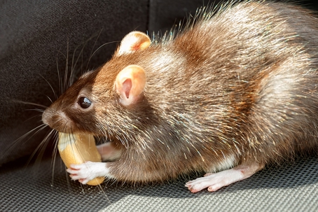 Rat