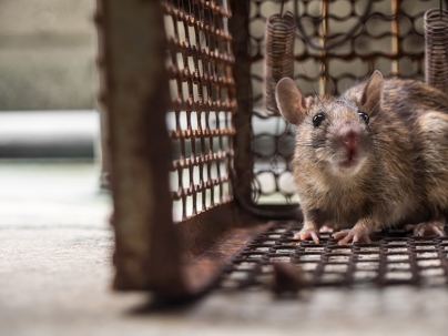 Captured rat