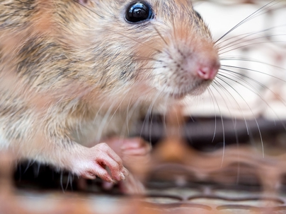 Mice