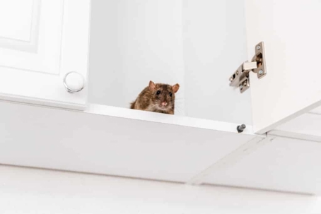 Rat