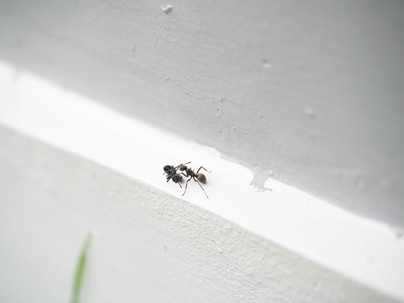 Two ants on the wall