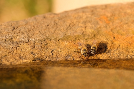 Two bees